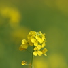 菜の花