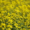 菜の花畑