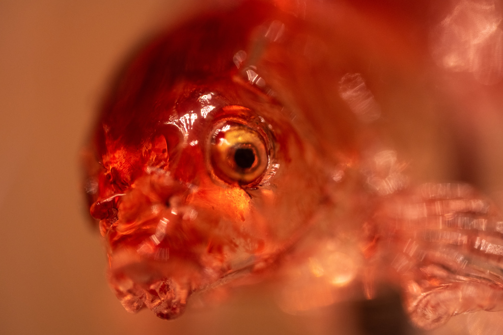 金魚