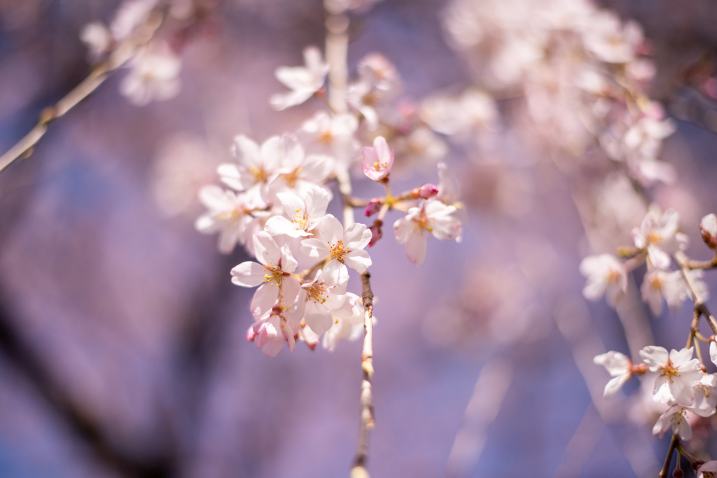 桜はきっと来年も咲きます