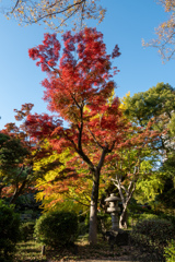 鮮やかにそして神々しく