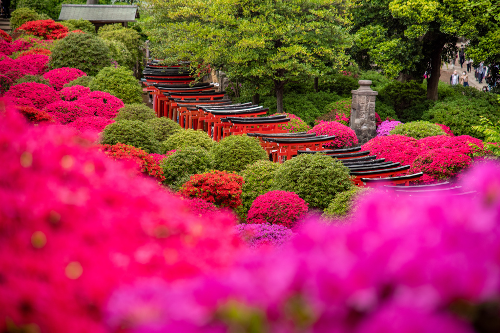 千本鳥居