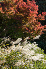紅白