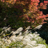 紅白