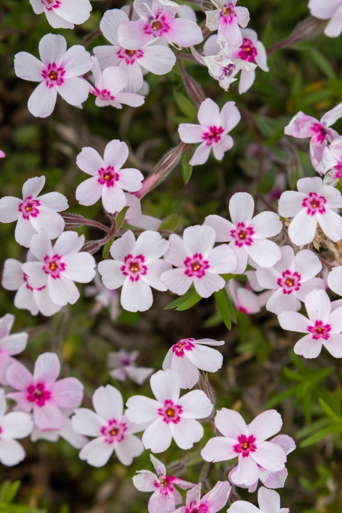 柴桜