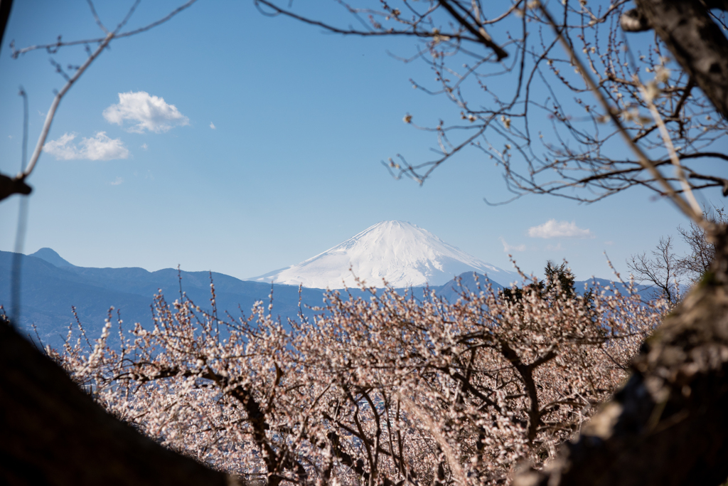 春の富士