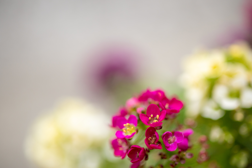 花畑