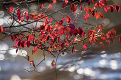 煌めく紅葉