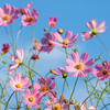 秋桜