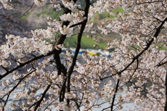 桜レースカーテン