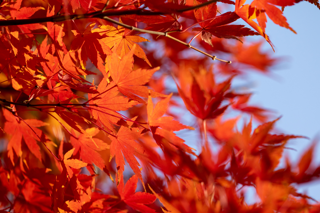 紅