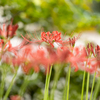 天界に咲く花