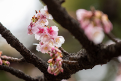 寒桜