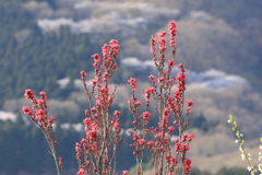 桜をバックに