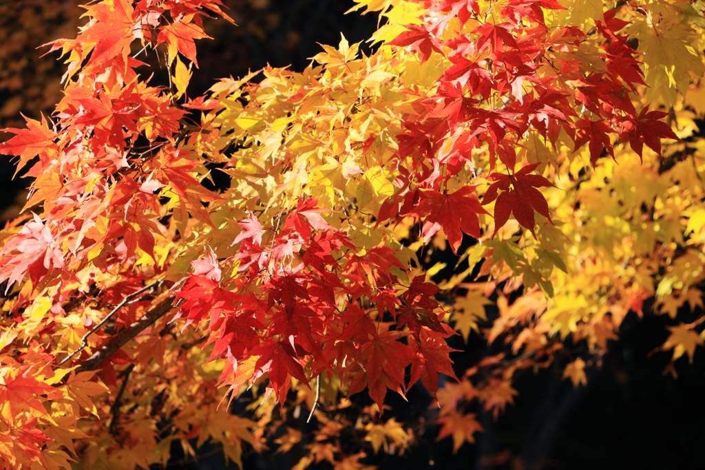 紅葉（５）