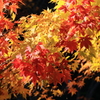 紅葉（５）