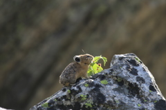 Pika