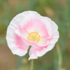 ポピー
