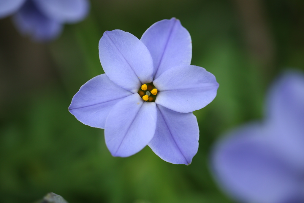 花韮