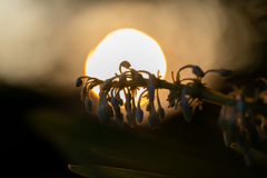 夕陽