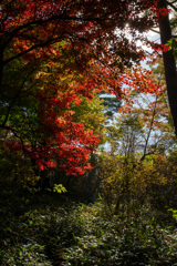 仄暗い林の中でも