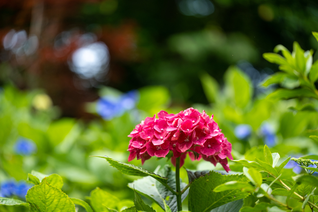 紅一点