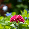 紅一点