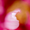 花びら