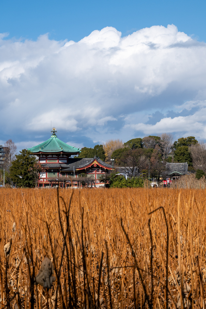 春を待つ不忍池