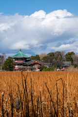 春を待つ不忍池