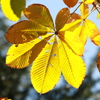 黄色い葉