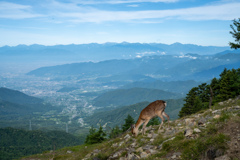 山上で鹿に遭遇
