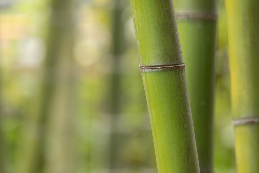 竹林