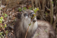 ニホンカモシカ君大きな口を開けて食事中