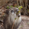 ニホンカモシカ君大きな口を開けて食事中