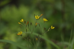 名もなき花