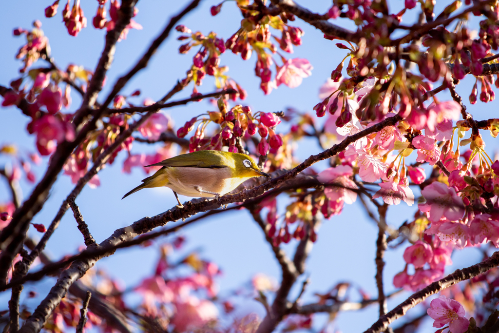 河津桜