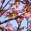 河津桜