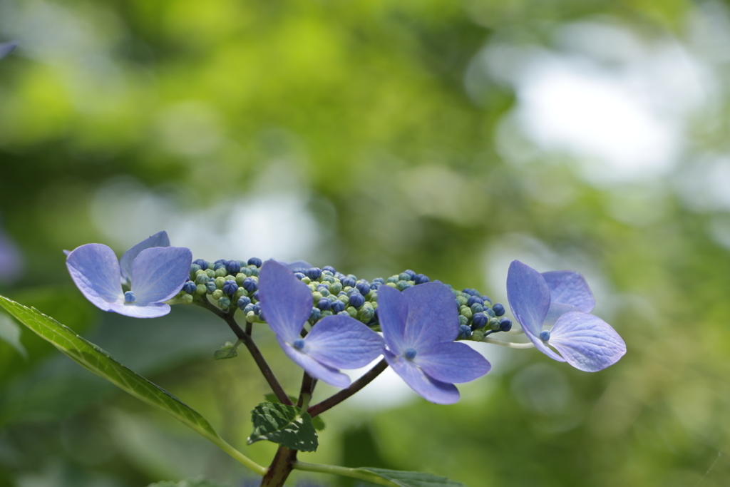 山の上はまだ紫陽花