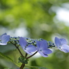 山の上はまだ紫陽花