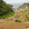 浜野浦の棚田