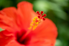 赤花