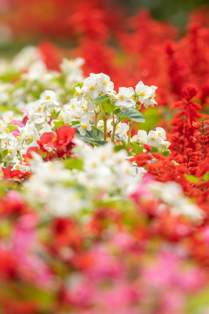 秋の花