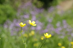 野辺の花