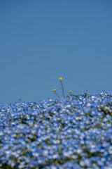 黄花三輪