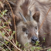 ニホンカモシカ君に遭遇