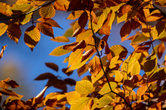 幸せの黄色い葉っぱ