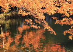 池に映える