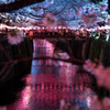 川と桜