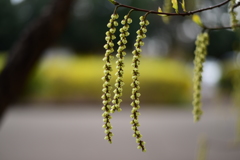 キブシ（木五倍子）